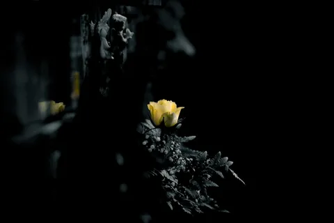 浅、聚焦摄影、黄色、花朵、墓地、坟墓、墓地、哀悼