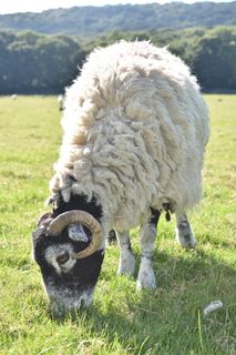 绵羊、湖区、放牧、乡村、羊毛、草、动物主题、哺乳动物