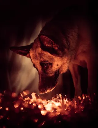 短毛棕色狗的选择性聚焦摄影