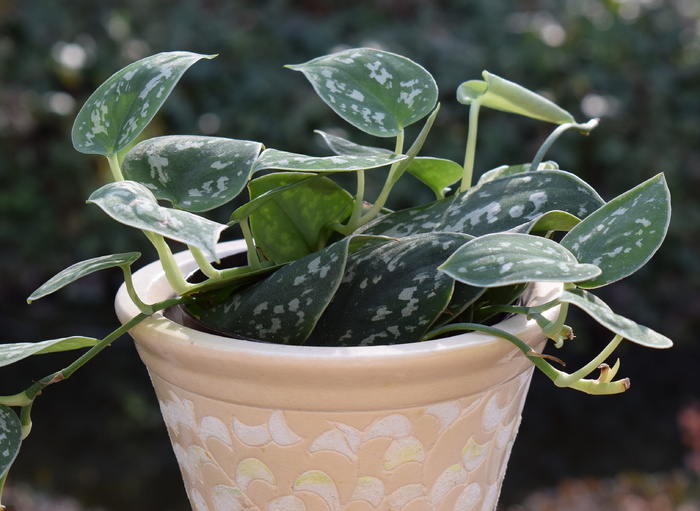 Philodendron 席尔瓦, 集装箱厂, Philodendron, 席尔瓦, 容器, 植物, 性质, 植物群