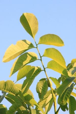 黑色，东部，核桃，叶，叶，核桃，植物，植物部分