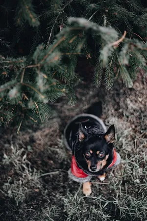 穿暖和夹克的小狗