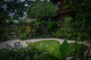 波拉波拉，花园，自然，绿色，植物，花卉，法属波利尼西亚，南太平洋