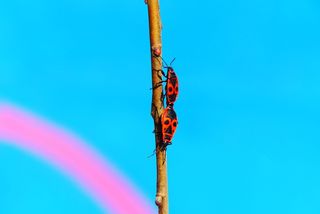 铁匠无翅、交配、涂鸦、墙壁、模型、动物、自然、宫廷