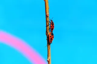 铁匠无翅、交配、涂鸦、墙壁、模型、动物、自然、宫廷