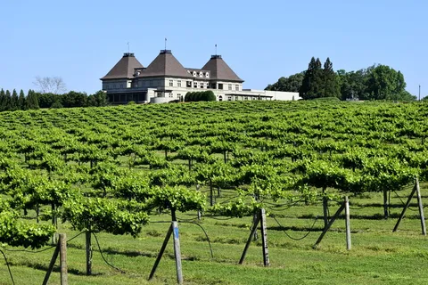 葡萄园,葡萄酒,葡萄,葡萄,藤蔓,乔治亚州,葡萄酒,葡萄,藤蔓,美国 葡萄园,葡萄酒,葡萄,葡萄,藤蔓,乔治亚州,葡萄酒,葡萄,藤蔓,美国