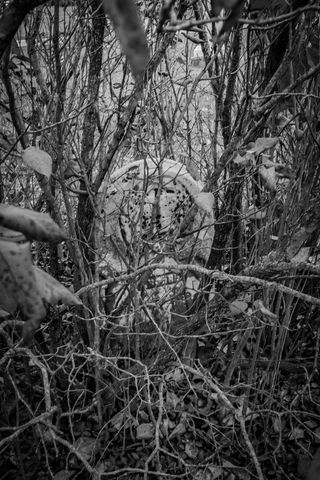 美国，俄亥俄州，纪念碑，墓地，最后安息，安息，标记，灌木丛