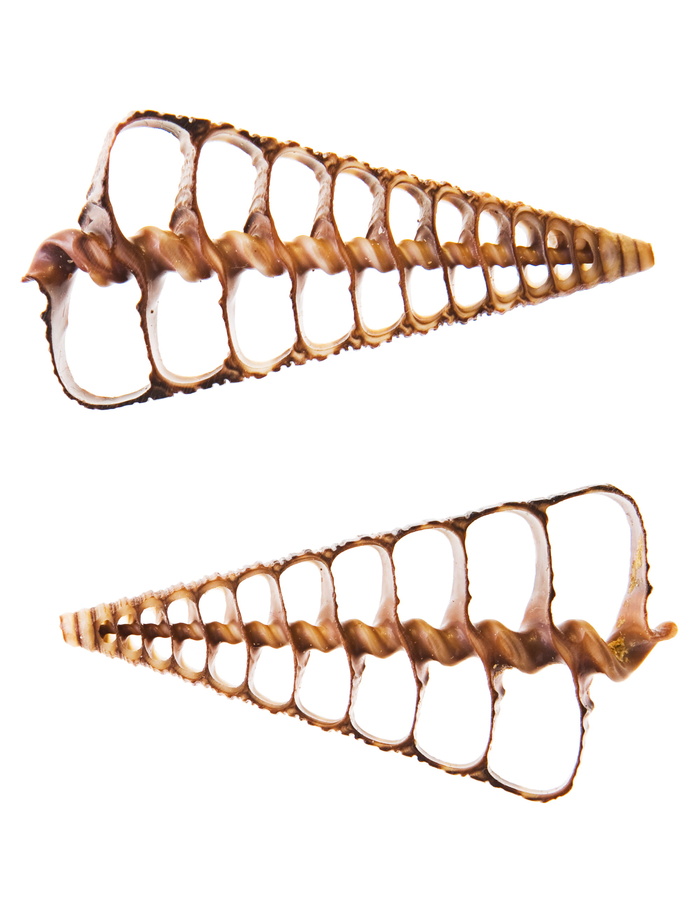 骨, 特写, 海岸, 海岸线, 鸟蛤壳, 海螺, 珊瑚