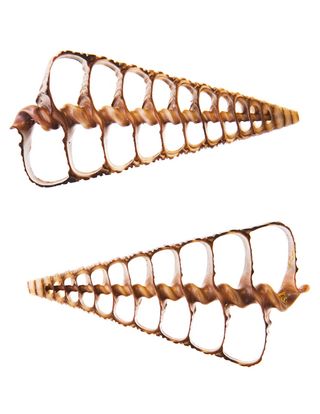 骨, 特写, 海岸, 海岸线, 鸟蛤壳, 海螺, 珊瑚