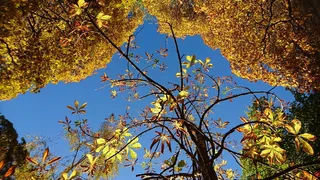 秋天，瑞典，大自然，秋叶，橙色，蓝天，美丽，树