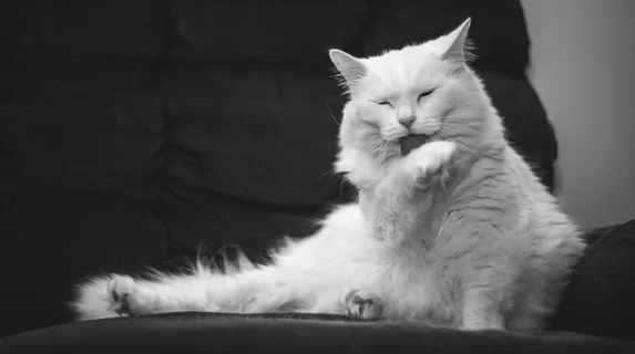 可爱,动物,黑白,猫,可爱,小猫,舔,宠物 可爱,动物,黑白,猫,可爱,小猫,舔,宠物