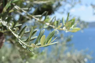 希腊，夏天，沉默，感觉，橄榄树，树木，海洋，自然