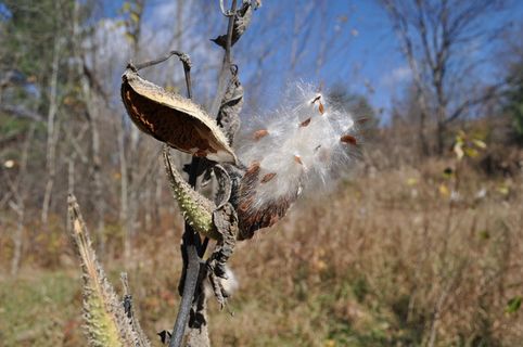 马利筋，植物，秋天，植物，关注前景，自然，白天，没有人