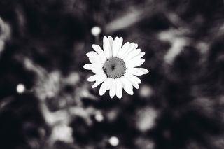 俄罗斯，naberezhnye chelny，田野，花朵，黑白，洋甘菊，森林，开花植物