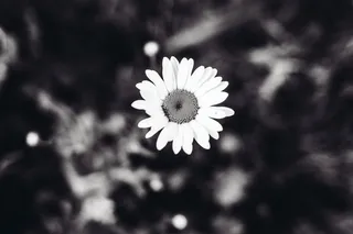 俄罗斯，naberezhnye chelny，田野，花朵，黑白，洋甘菊，森林，开花植物