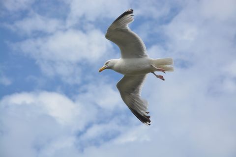 海鸥、被盗、飞鸟、天空、动物、翅膀、dom、飞行 海鸥、被盗、飞鸟、天空、动物、翅膀、dom、飞行