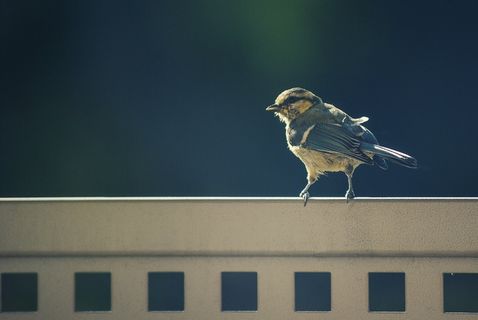 动物，鸟，自然，麻雀，野生动物，羽毛，喙，野生动物