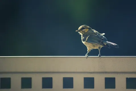 动物，鸟，自然，麻雀，野生动物，羽毛，喙，野生动物