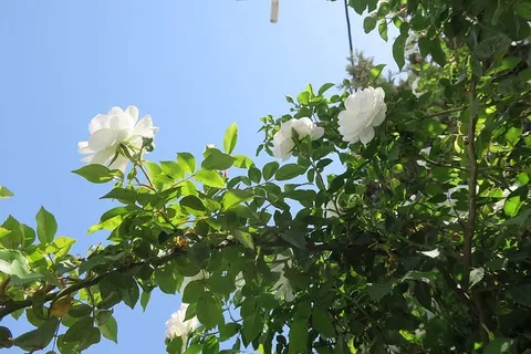 植物,花,叶,树,自然,玫瑰,生长,开花植物 植物,花,叶,树,自然,玫瑰,生长,开花植物