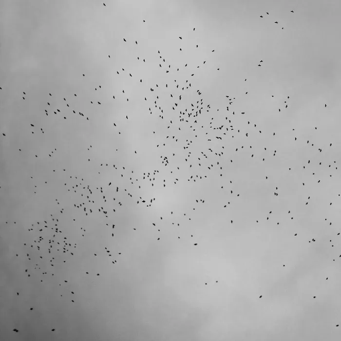 郊区，寒冷，麻雀，12月，冬季，高度，高，群体