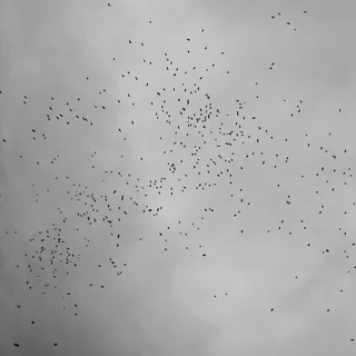 郊区，寒冷，麻雀，12月，冬季，高度，高，群体