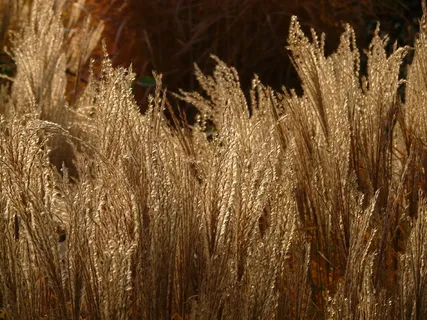 芒属，芒属，背光，甘草，禾本科，银泉，竹草编辑此页，小elefantengras