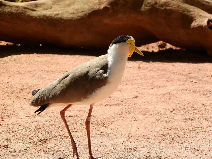 拉平澳大利亚，瓦内卢斯英里英里，拉平，澳大利亚，瓦奈卢斯英里，英里英里，皮维特，Charadriformes