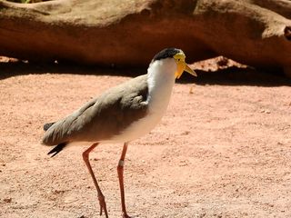 拉平澳大利亚，瓦内卢斯英里英里，拉平，澳大利亚，瓦奈卢斯英里，英里英里，皮维特，Charadriformes