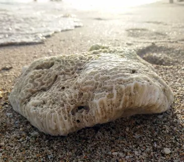 垦丁、猫鼻、白沙湾、珊瑚礁、海滩、陆地、海洋、野生动物 垦丁、猫鼻、白沙湾、珊瑚礁、海滩、陆地、海洋、野生动物