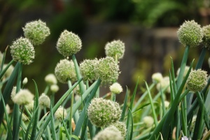 洋葱、春天、绿色、植物、生长、花朵、大自然之美、开花植物