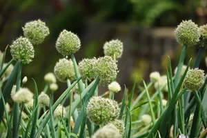 洋葱、春天、绿色、植物、生长、花朵、大自然之美、开花植物