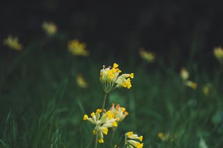 伦敦，海德公园，英国，皇家公园，自然，花卉，花卉，自然