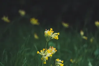 伦敦，海德公园，英国，皇家公园，自然，花卉，花卉，自然
