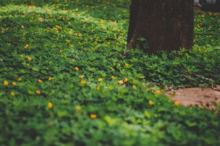 巴西，波利斯科技，花卉，绿色，自然，植物，植物，树木