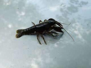 cambarus bartonii，小龙虾，阿巴拉契亚溪小龙虾，小龙虾，溪流，自然，动物，动物主题