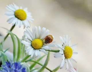 橙色，瓢虫，雏菊花，雏菊，花，花朵，花朵，花朵，甲虫