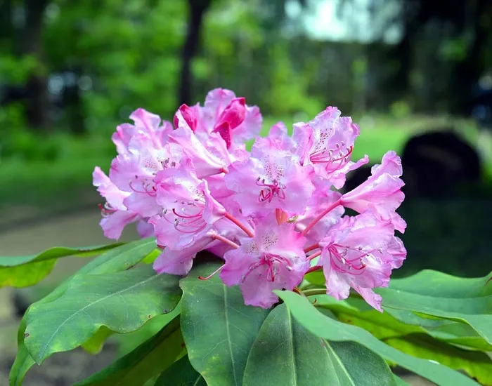 杜鹃花，杜鹃花，花朵，花朵，粉色，花园，灌木，花朵