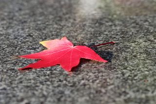 红叶、枫树、槭树、黑色大理石、图案、纹理、秋天、自然