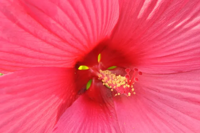 花瓣, 花, 芙蓉, 巨人, 粉红色, 雄蕊, 雌蕊, 夏季