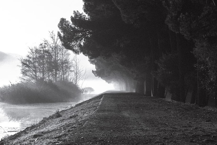 水体附近树木的灰度