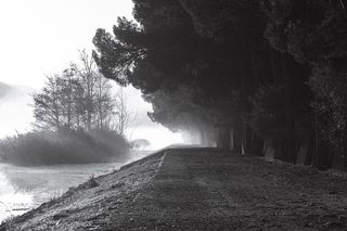 水体附近树木的灰度