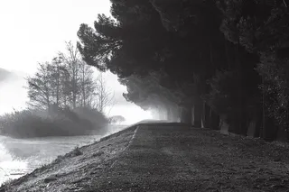 水体附近树木的灰度