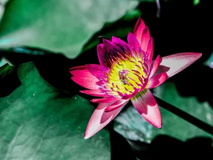 莲花,花,开花,开花,开花植物,植物,脆弱,脆弱 莲花,花,开花,开花,开花植物,植物,脆弱,脆弱