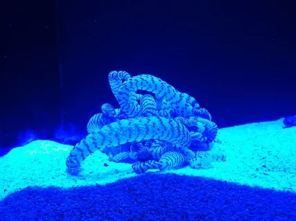 海葵、紫外线、蓝色、水下、海洋、动物主题、水、野生动物