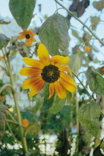 美国，华盛顿，友谊高地，开花植物，花，植物，生长，美丽的大自然