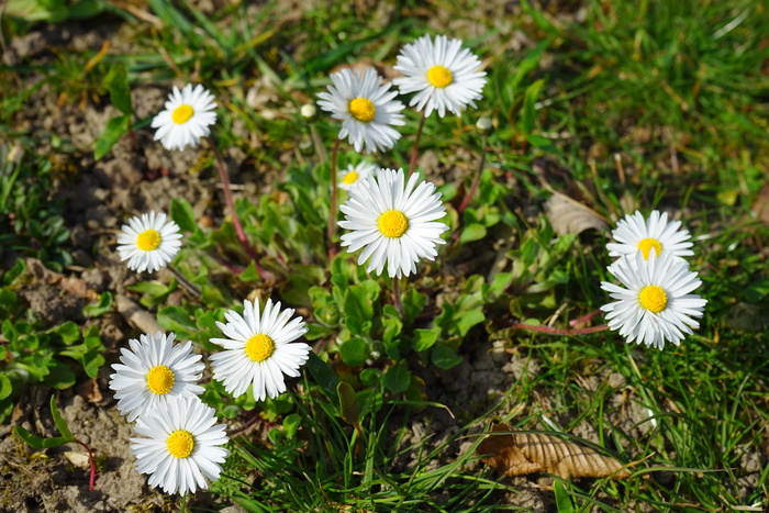 daisy，flower，bloom，bloom，white，bellis哲学，多年生daisy，tausendschön