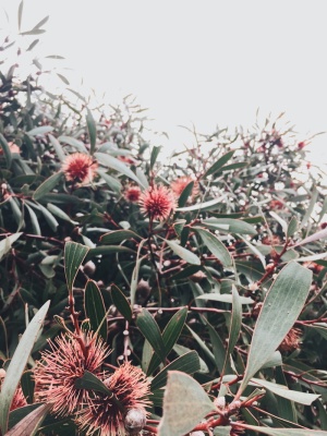 澳大利亚，belmont，white，plant，australian plant，native australian plant，green，green bush