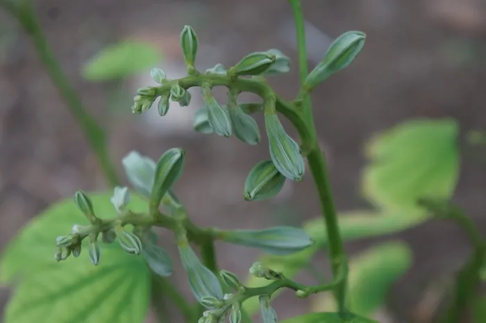 发芽、花、自然、原始、植物、生长、叶、植物部分