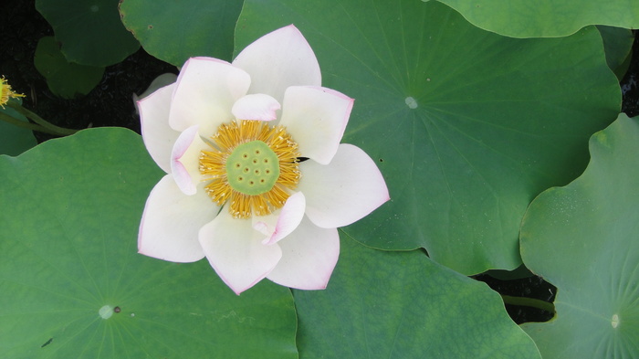 白花瓣、白莲花、雌蕊、荷叶、花瓣、莲花、水生植物、池塘