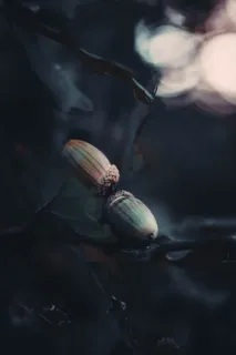 栗子，特写，无人，白天，选择性聚焦，食物和饮料，食物，新鲜度